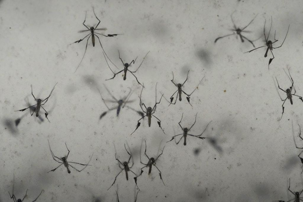 Texas reports first locally transmitted case of dengue fever this year